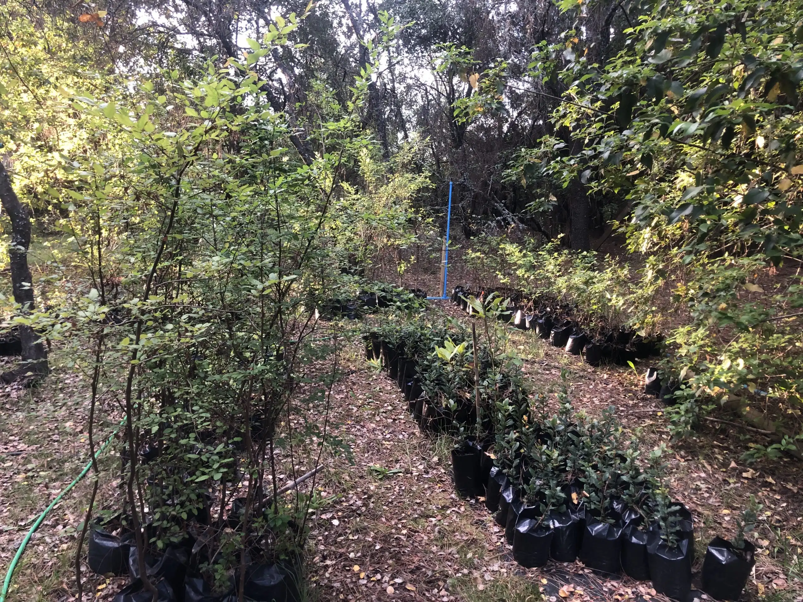 Planta Nativo